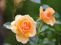 Orange-Yellow Rose