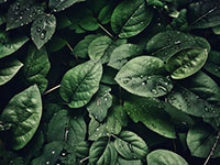 Leaves with Water Droplets